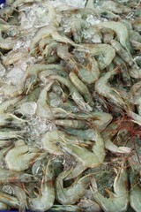 Fresh shrimp for cooking at street food