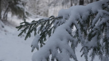 Winter in the Swedish forests