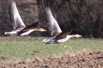graugans im flug