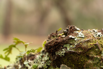 edge of limb moss covered