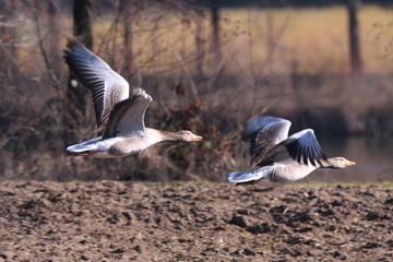 graugans im flug
