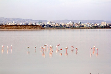 Fototapeta na wymiar A flock of pink flamingos is located on a salt lake in Cyprus