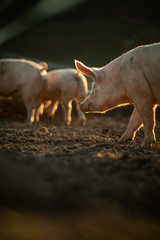 Pigs eating on a meadow in an organic meat farm