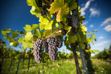 Large bunches of red wine grapes hang from an old vine in warm afternoon light