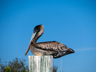  Wild brown Pelican sitting on a wooden pole in a marina