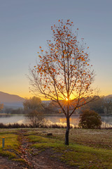 Autumn tree at sunrise