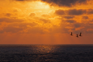 Fototapeta na wymiar vol d'oiseaux sur la mer au coucher de soleil