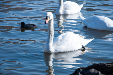 Naklejka premium Closeup of white swans on the river
