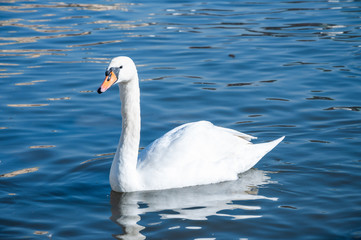 Obraz premium Closeup of white swans on the river