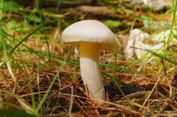 Moss forest Mushrooms