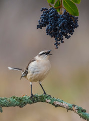 White banded Mockingbird, Patagonia, Argentina