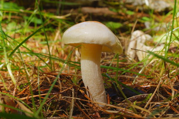 Moss forest Mushrooms