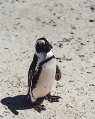 Fototapeta premium African Penguin in the Sand