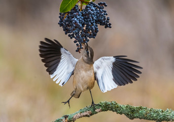 White banded Mockingbird, Patagonia, Argentina
