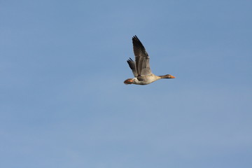 graugans im flug