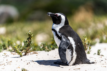 African Penguin in the Sand