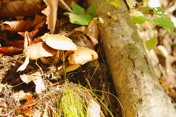Moss forest Mushrooms