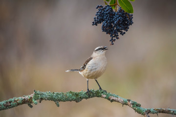 White banded Mockingbird, Patagonia, Argentina