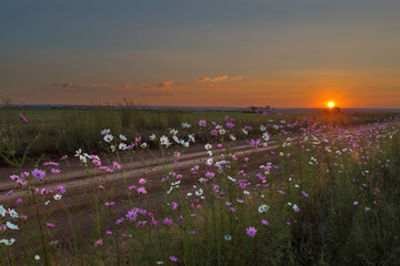 White and pink cosmos flowers at sunset