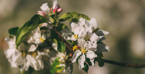 Spring blossoms apple tree in sunny day