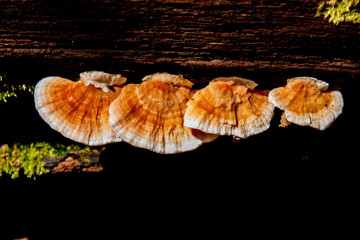 Wild mushrooms in Thai nature