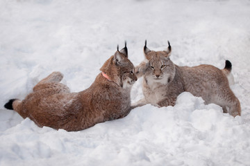 Abordable Eurasian Lynx, portrait in winter field