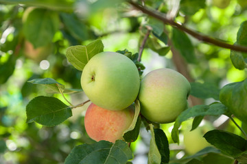 Green apples on a branch ready to be harvested, outdoors
