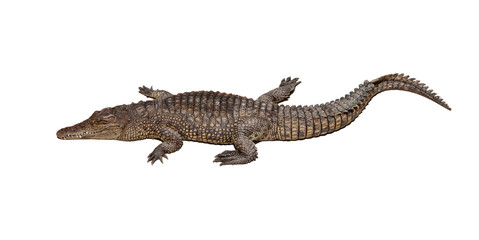 Wildlife crocodile isolated on white background 