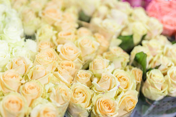 Bouquets of multiclored roses. Fresh flower background. Florist service. Wedding present Wholesale flower shop. Flower storage and warehouse. Wedding floristry