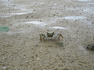 crabby