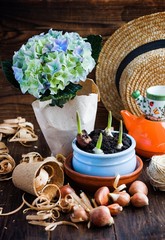 Fototapeta na wymiar Tulip bulbs, potted sprouts, wicker hat, hyacinth and tools.