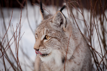 Abordable Eurasian Lynx, portrait in winter field