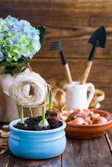 Tulip bulbs, potted sprouts, wicker hat, hyacinth and tools.