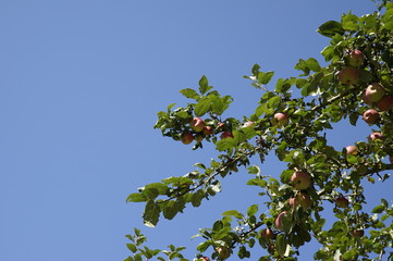 Apple Tree