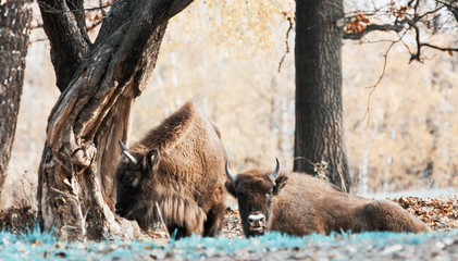 Herd of wild European bison in autumn forest