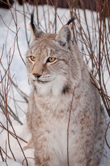 Abordable Eurasian Lynx, portrait in winter field