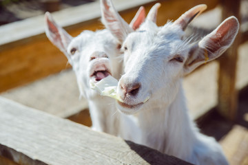 goat close up. zoo life. farming