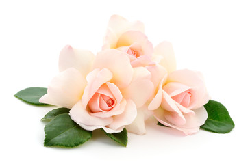 Beautiful pink roses.