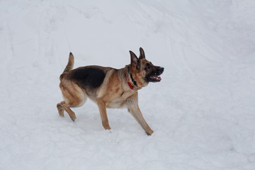 Cute german shepherd with black mask is walking on the white snow. Pet animals.