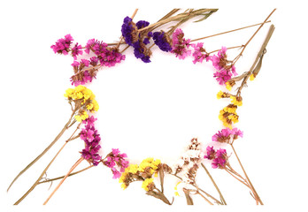 pink immortelle isolated on white background