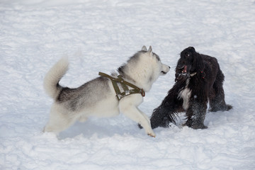 Siberian husky and afghan hound are playing on the white snow. Pet animals.
