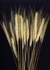 Rye spike bundle on a black background