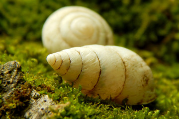 snail on leaf