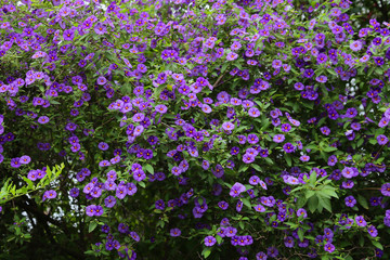 small purple flower bush