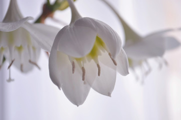 Obraz premium house white flowers of eucharis amazonica (amazon lily)