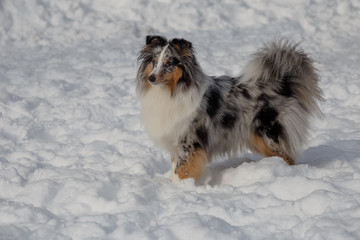 Cute blue merle shetland sheepdog puppy is standing on a white snow. Shetland collie or sheltie. Pet animals.
