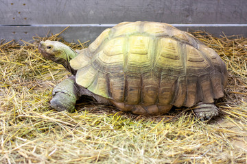 African spurred tortoise, Centrochelys Sulcata close-up, portrait photo