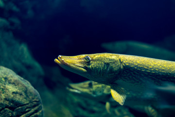 Pike fish close-up portrait photo, dark background