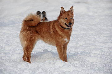 Cute red shiba inu is standing on the white snow. Pet animals.