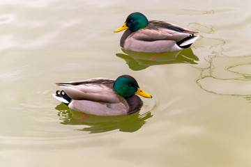 Two similar wild ducks swimming in opposite way